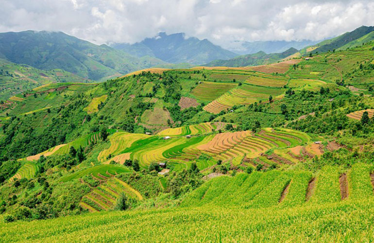 Agriculture sector