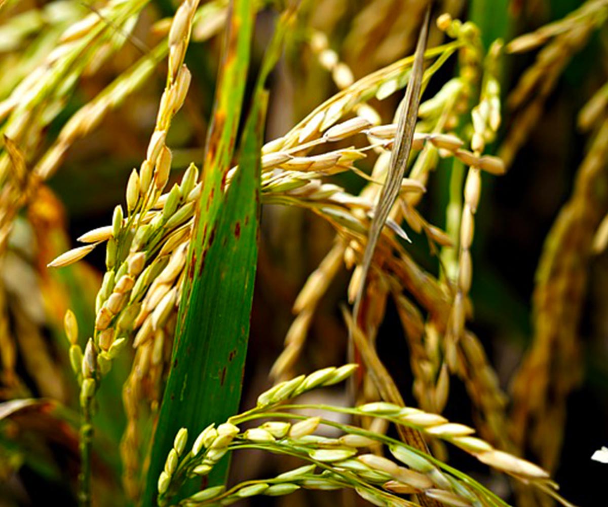 Large-Scale Rice Farm Development