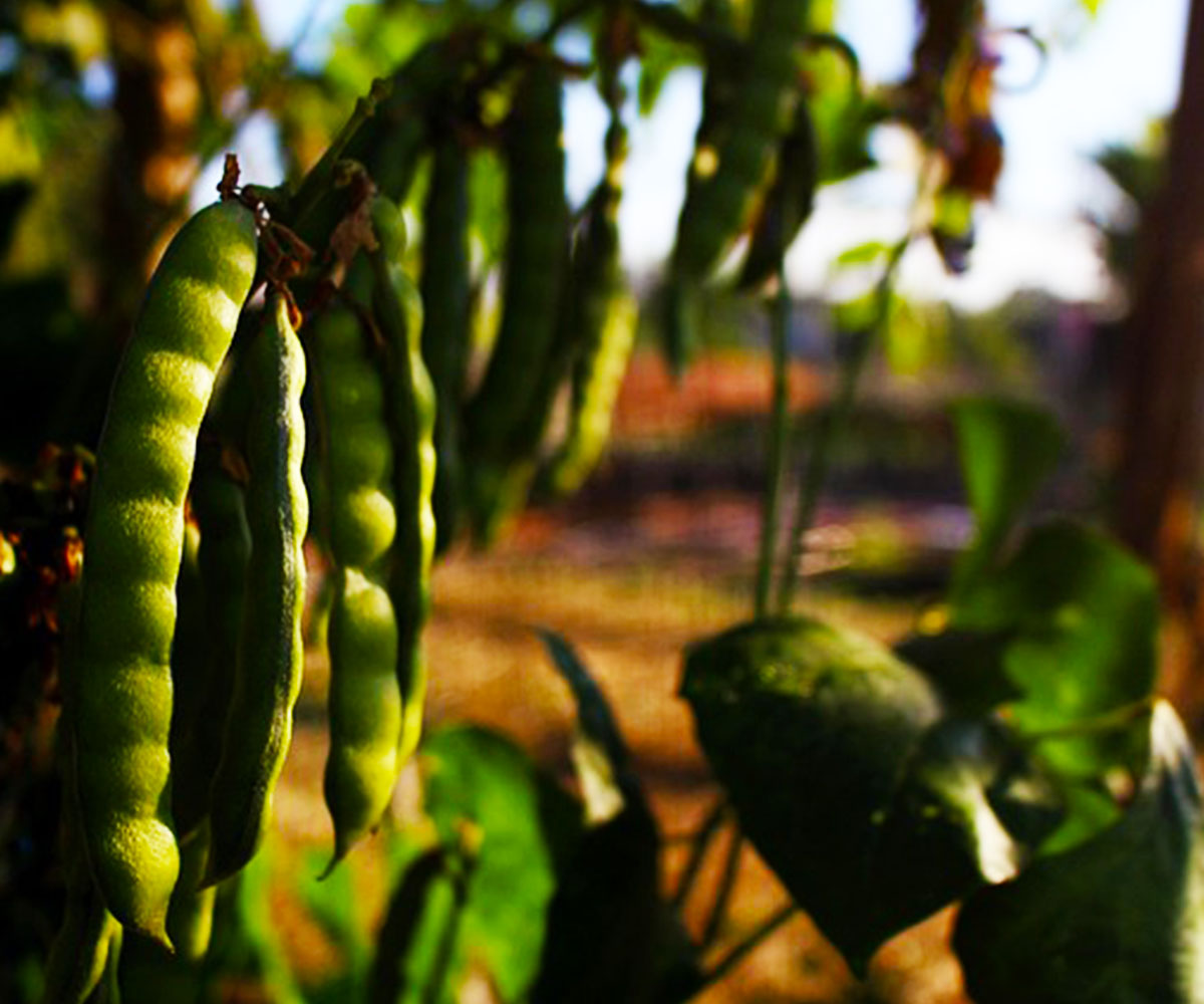 Cassava Processing Plant